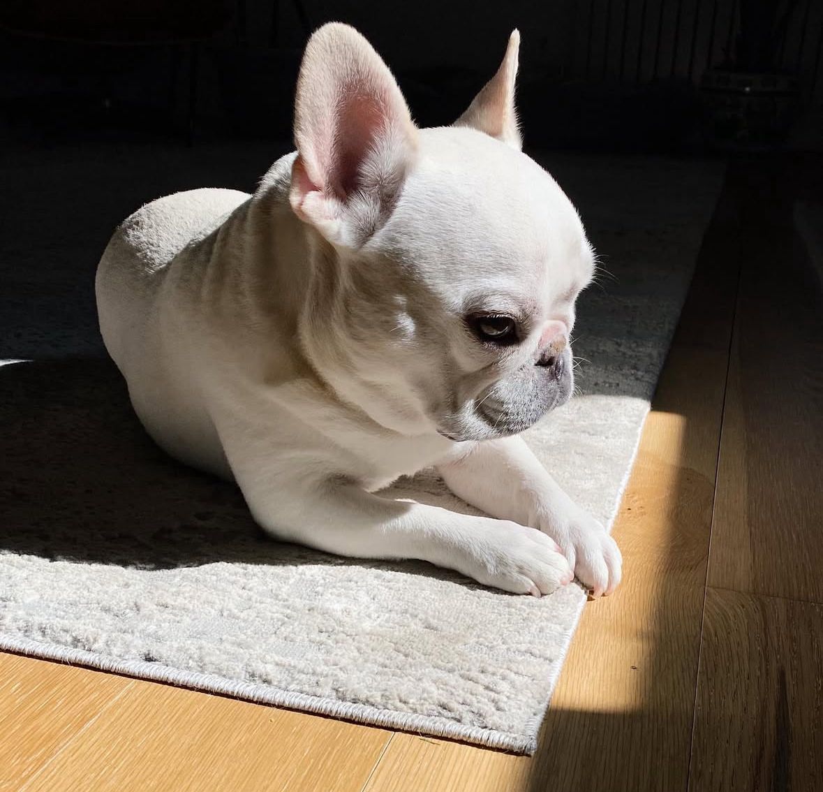 Charlie, a Cream French bulldog puppy