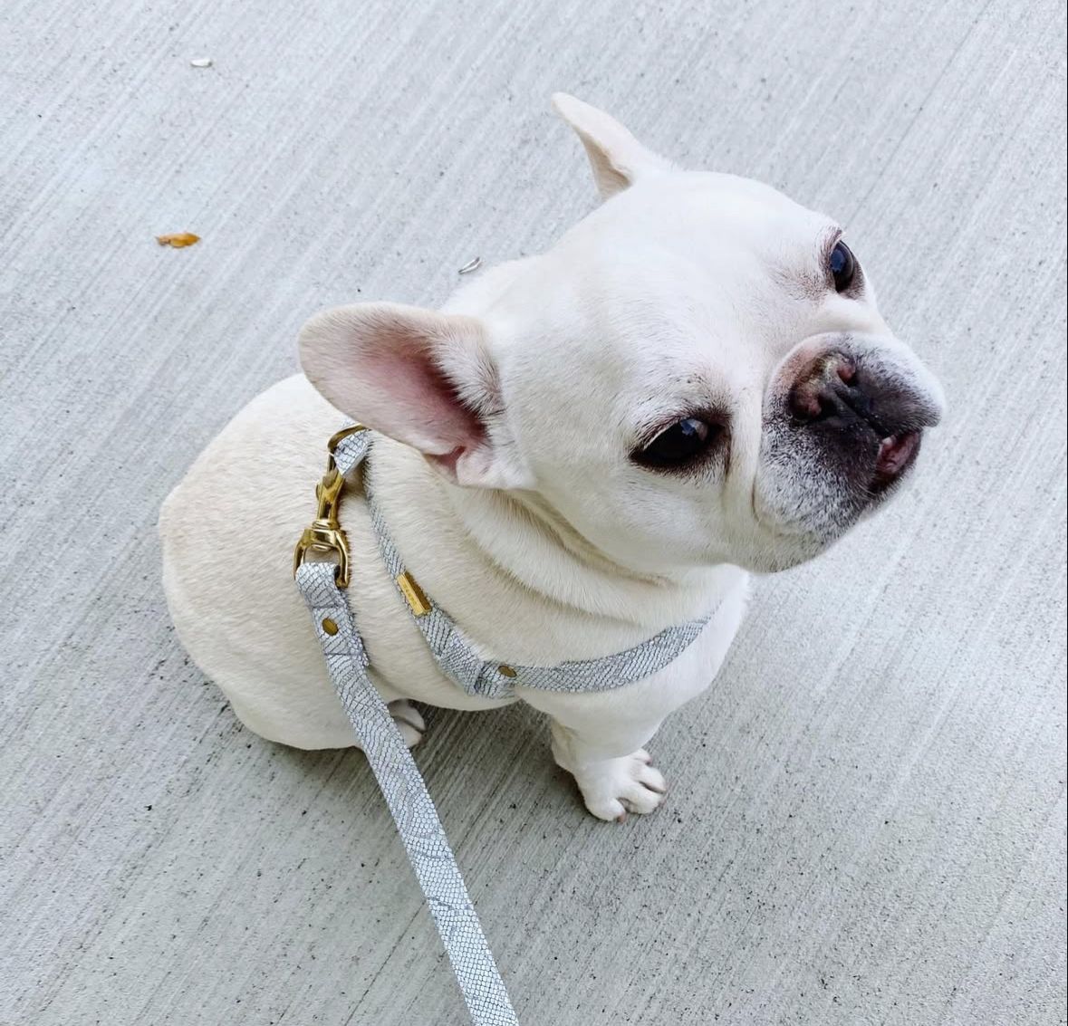 Charlie, photo 5 of 6