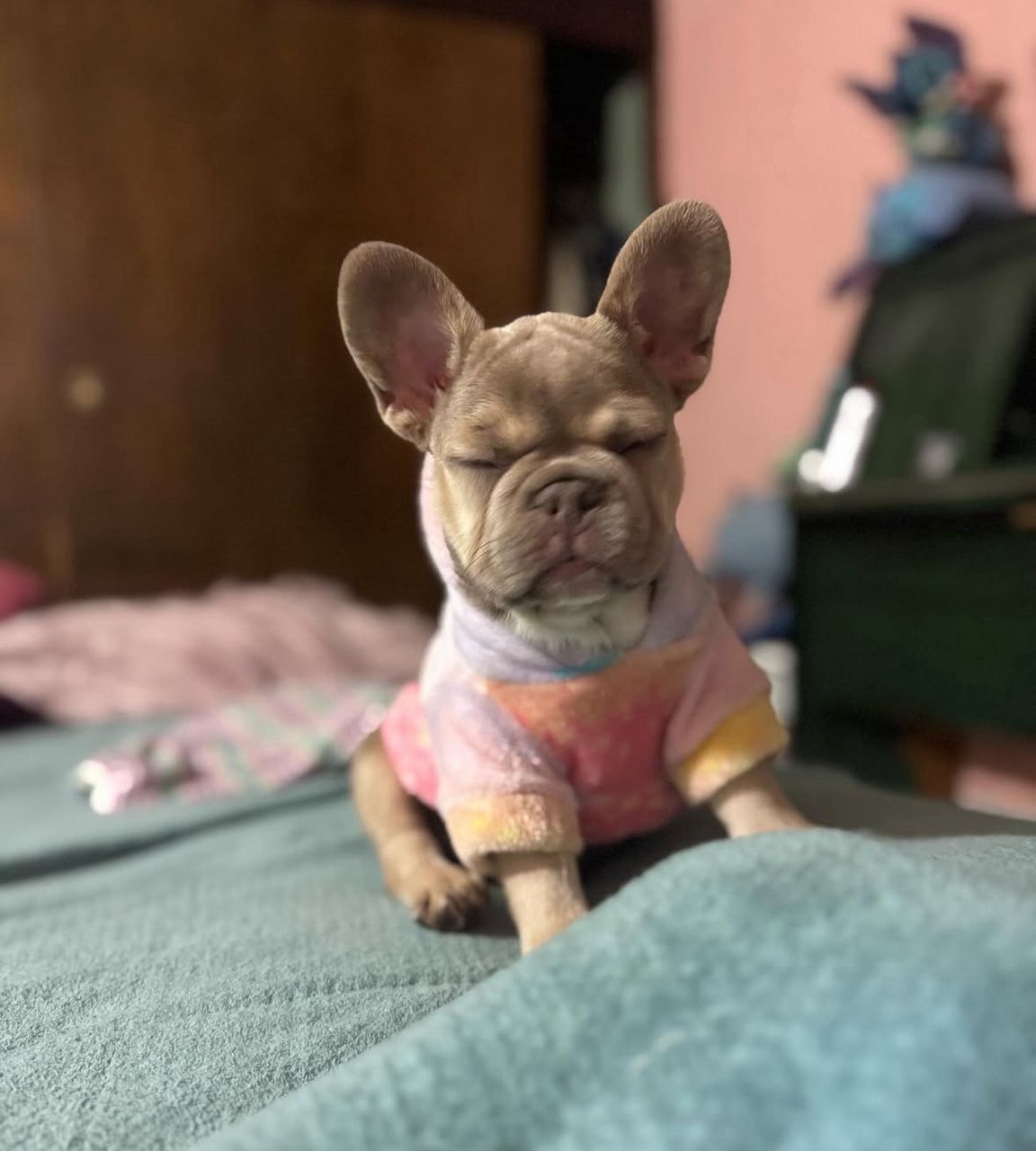 Loki, photo 9 of 9